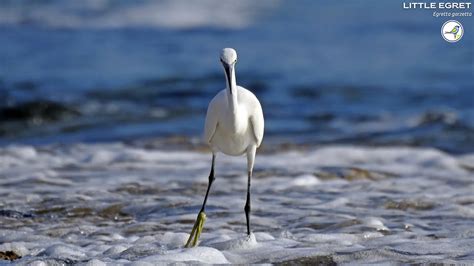 On the Border of Reality: Avian Encounters in Aquatic Environments