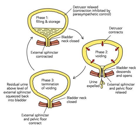 Optimal Health: Strategies for Maintaining a Well-Functioning Bladder