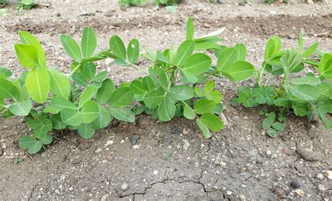 Optimal Seasons for Groundnut Planting: Choosing the Perfect Time to Grow Groundnuts