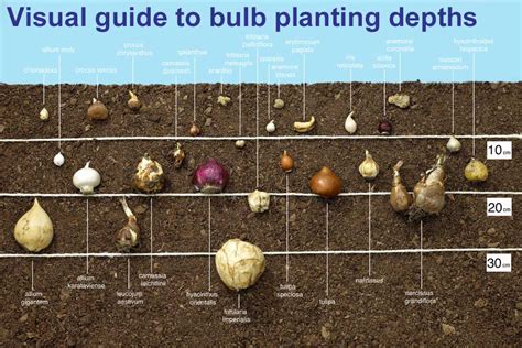 Optimal Timing and Location for Bulb Planting