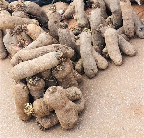 Optimizing Packaging and Transportation Strategies for Fresh Yam Produce