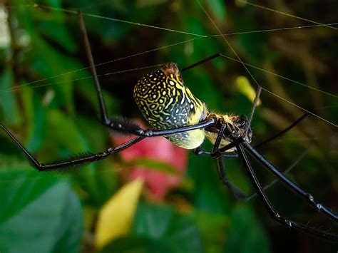 Orb Spiders: Nature's Masterful Insect Hunters