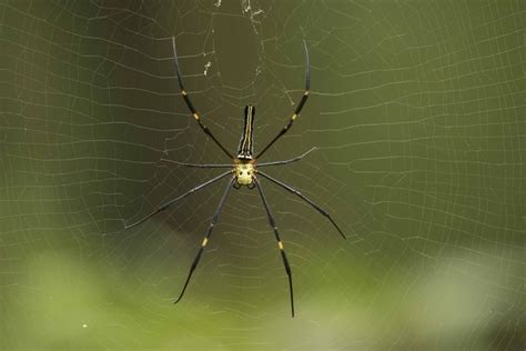 Orb Spiders as Inspirations: Artists and Architects Draw Lessons from Nature