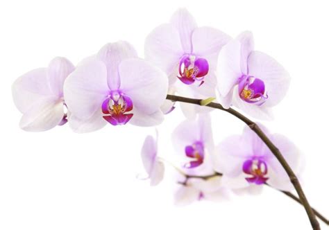 Orchids in History: Tracing the Rich Legacy Across Centuries