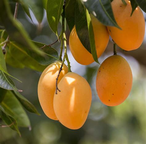 Origin and History of Emerald Mangoes