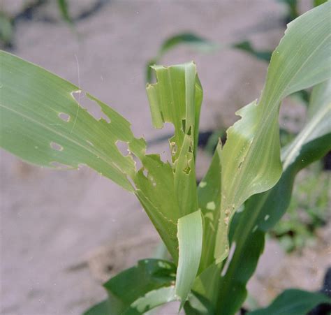 Overcoming Challenges: Managing Pests and Diseases in Corn Fields