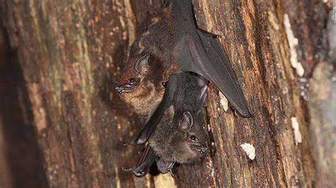 Overcoming Challenges: The Tenacity Portrayed by Infant Bats