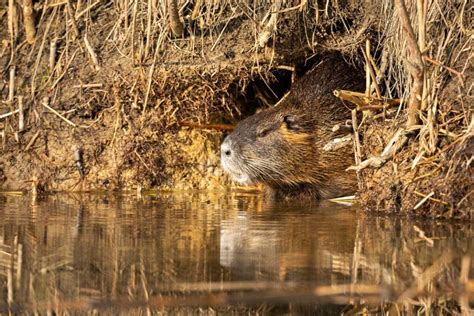 Overcoming Challenges Reflected in Marshland Reveries