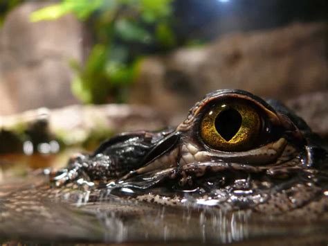 Overcoming Challenges and Transformations in Reptile Visions