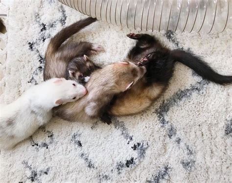 Overcoming Challenges in Ferret Care: Tips and Tricks