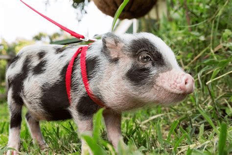 Overcoming Common Challenges When Caring for a Pet Pig