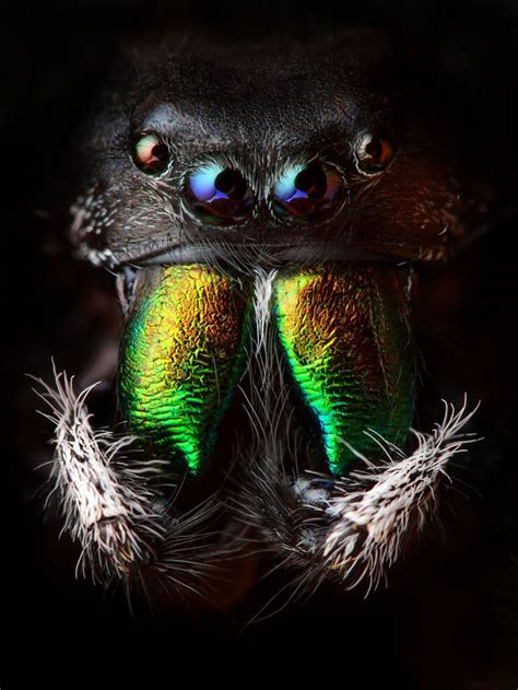 Overcoming Fear: Exploring the Beauty of Spiders