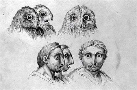 Owls: Portraits of Transformation and Metamorphosis