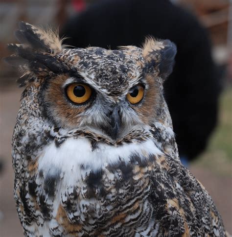 Owls of the World: Comparing the Enigmatic and Imposing Big Black Owl to Other Owl Species