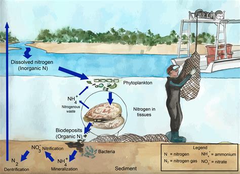 Oysters and the Ecosystem: The Environmental Importance of Shellfish