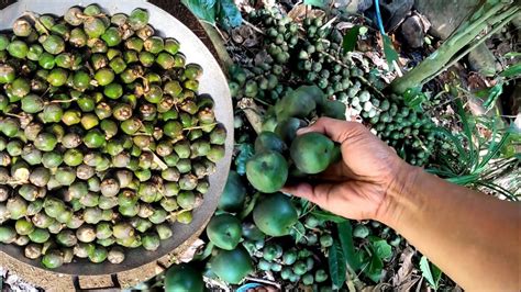 Palm Fruit Harvesting Traditions