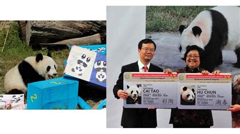 Panda Diplomacy: The Role of Pandas in International Relations