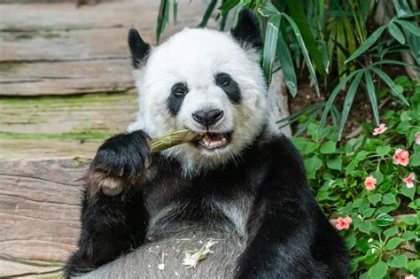 Pandas in Peril: Overcoming Threats and Challenges to Ensure the Survival of these Magnificent Animals