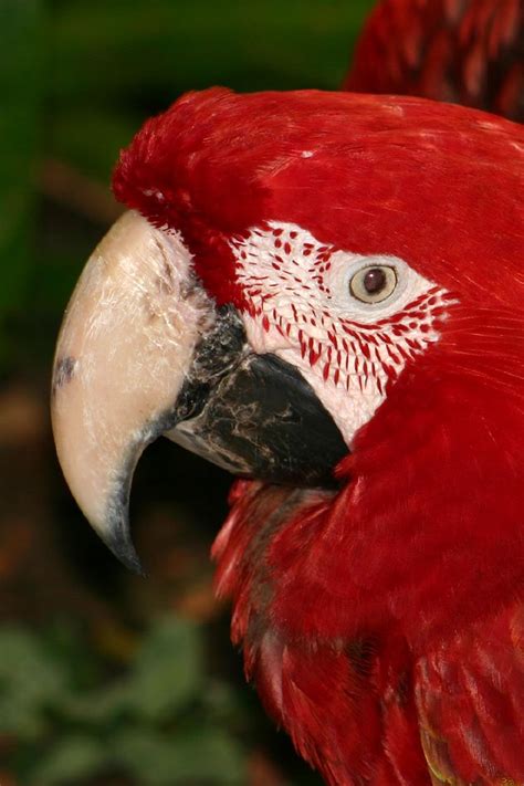 Parrot Personalities: Discovering the Quirks and Characteristics of Various Avian Species