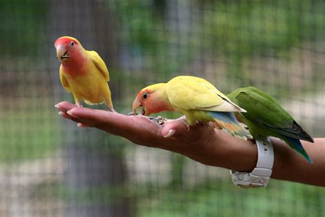 Parrot Training 101: Teaching Tricks and Building a Bond with Your Feathered Pal