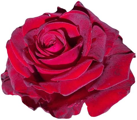 Passion Blooms: Unraveling the Significance of Red Roses