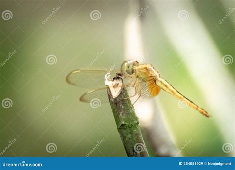 Passion and Emotion: The Vibrant Representation of a Scarlet Dragonfly