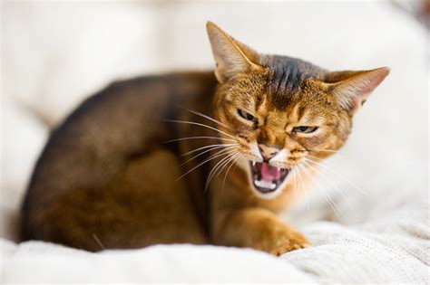 Paws and Hisses: Exploring Aggression and Dominance in Feline Communication