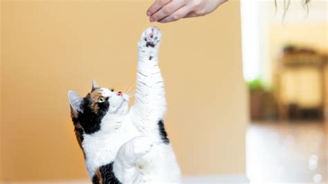 Paws in conversation: Investigating the significance of feline paw gestures