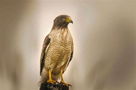 Paying Attention to the Unique Characteristics and Behavior of the Hawk in Dreams