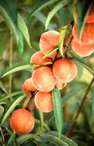 Peaches in Folklore: Legends and Myths about this Tempting Fruit