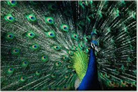 Peacock Feathers in Mythology and Folklore around the World