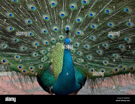 Peacock Mating Rituals: Nature's Spectacular Extravaganza