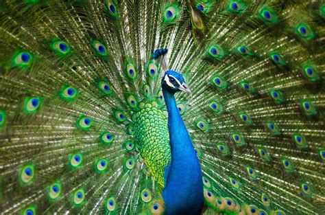 Peacock Symbolism: A Timeless Representation of Beauty and Transformation