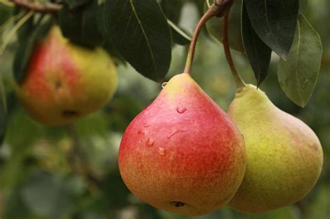 Pear Symbolism in Different Cultures and Religions