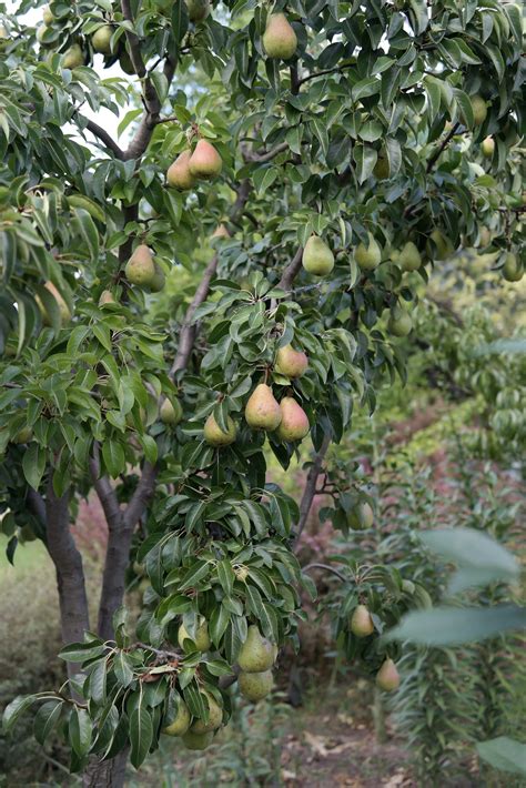 Pear Tree Symbolism: Growth, Nurturing, and Fertility