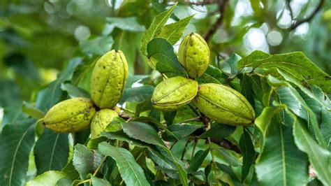 Pecan Trees: A Symbol of Prosperity and Plenty