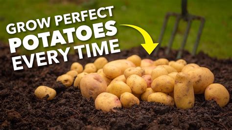 Perfect Timing for Planting Your Potatoes