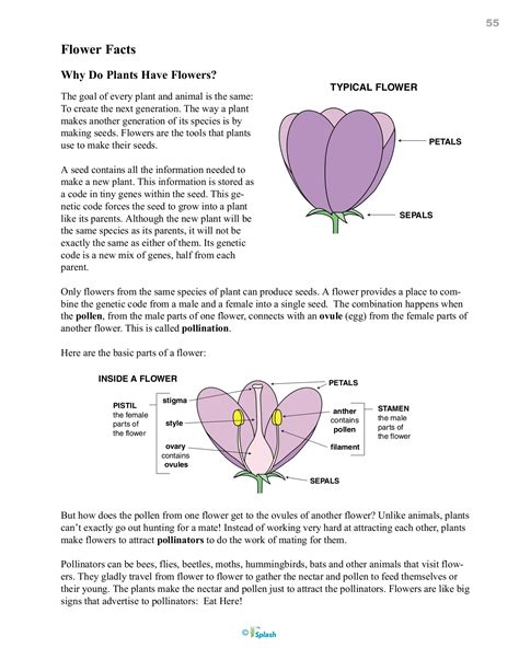 Personal Information About Flower