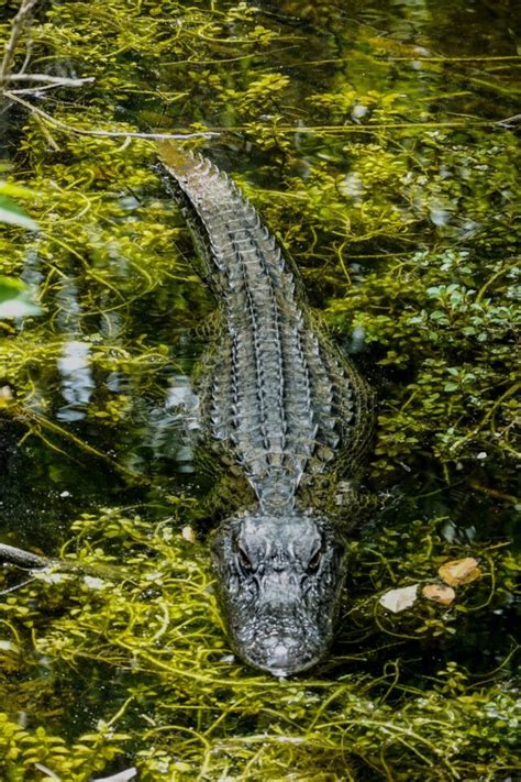 Personal symbolism of encountering alligators in aquatic dreams