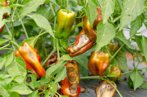 Pest and Disease Control: Safeguarding Pepper Crops against Detrimental Intruders