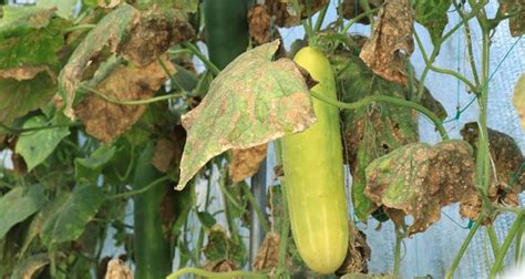 Pest and Disease Control: Safeguarding Your Cucumbers against Common Menaces