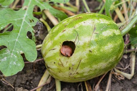 Pest and Disease Prevention Strategies for Watermelon Plants