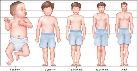 Physical Appearance and Transformation of Body Shape