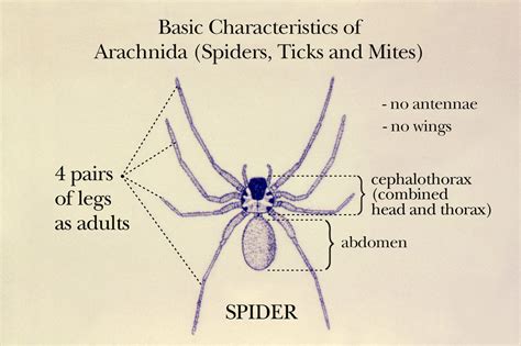 Physical Appearance of Belulux