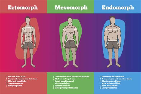 Physical Attributes, Body Type, and Exercise Routine