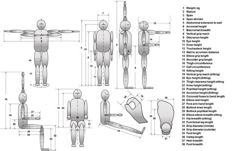 Physical Attributes and Body Dimensions