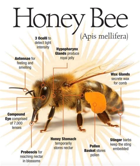 Physical Attributes and Body Statistics of the Enigmatic Honey