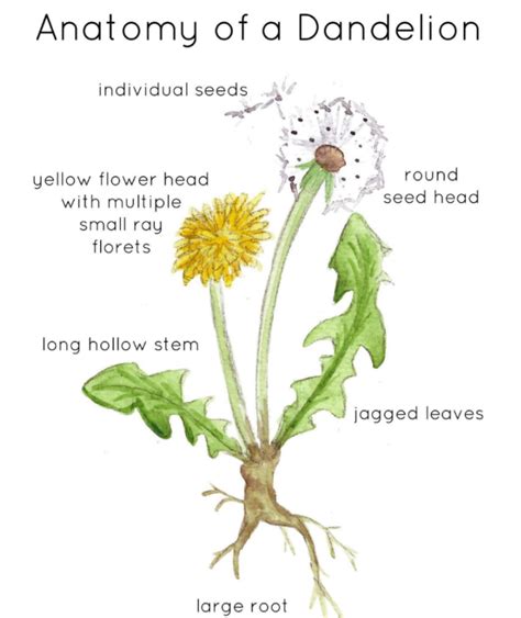 Physical Attributes of Dandelion