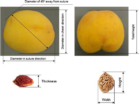 Physical Attributes of Peaches