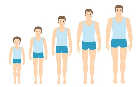 Physical Characteristics: Age, Stature, and Body Shape